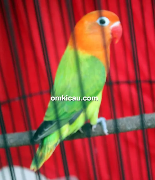 lovebird Sasuke