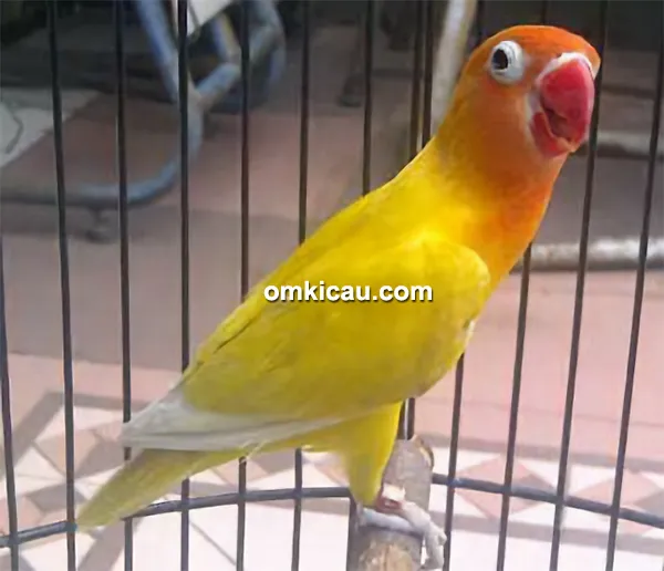 Perawatan lovebird balibu ala Om Tony Music