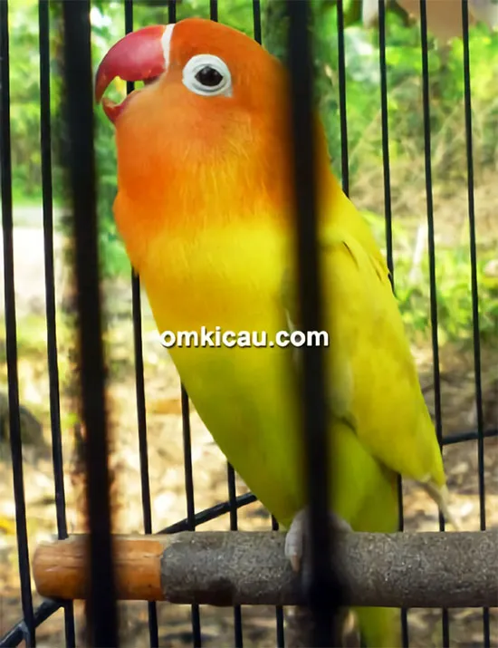 Lovebird Hello Kitty