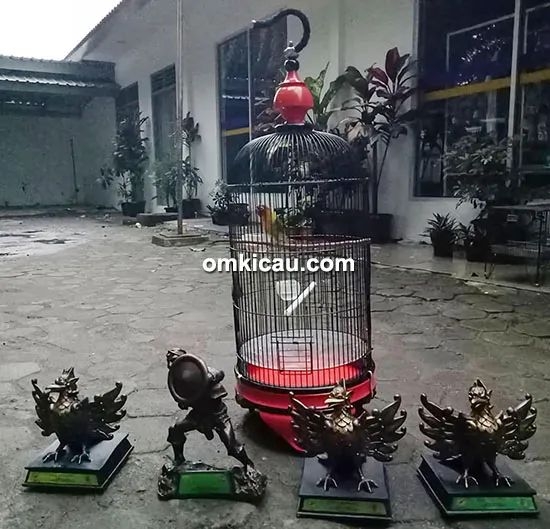 Lovebird Robot Gedeg milik Bejo BF