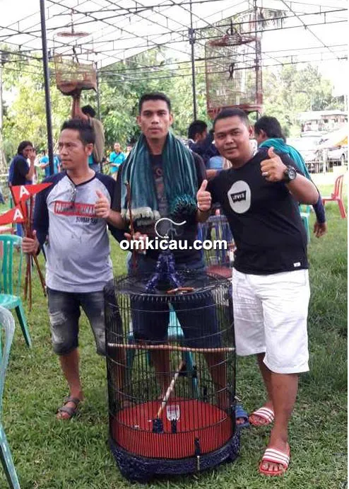 Murai batu Longward