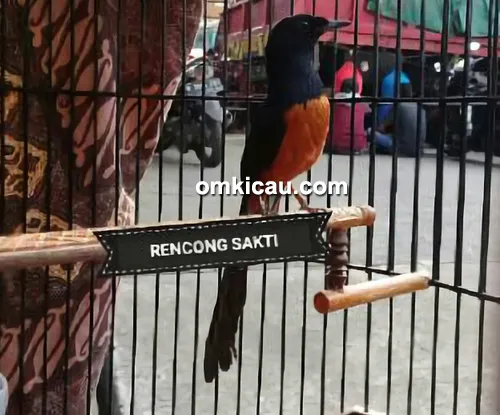 Murai batu Rencong Sakti