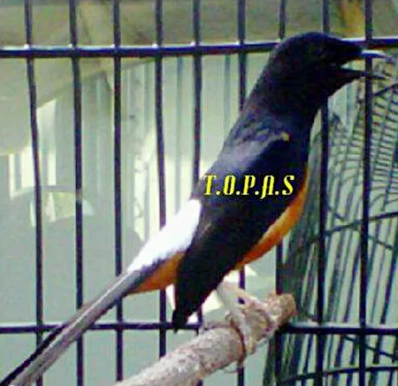 Murai batu Topas