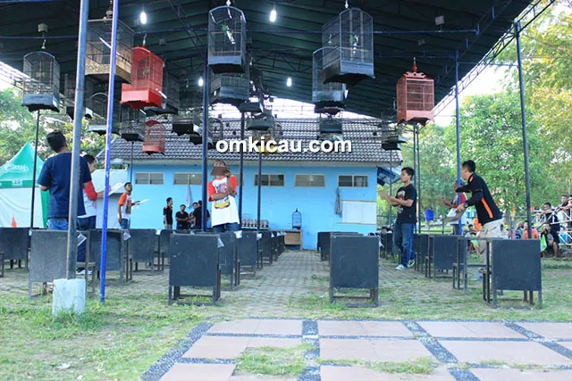 kelas cucak hijau