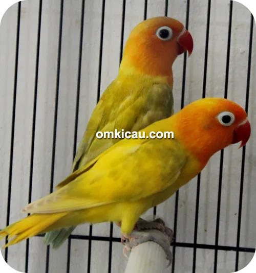 Perawatan lovebird balibu ala Om Tony Music