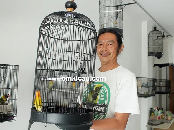 Perawatan lovebird balibu ala Om Tony Music