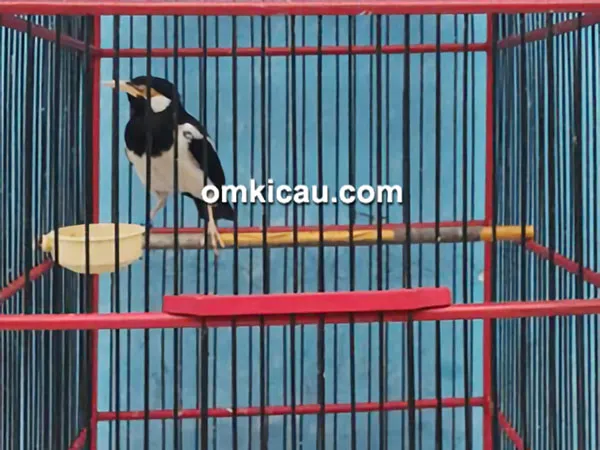 Jalak suren Magnum