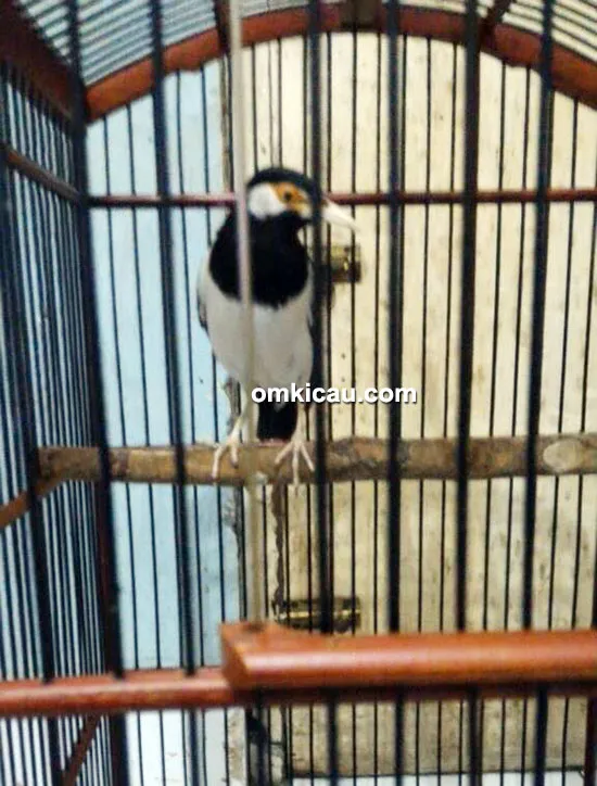 Jalak suren Magnum