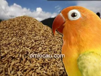 Manfaat gabah untuk burung lovebird