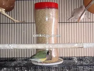 Membuat tempat pakan otoatis dari botol/toples plastik
