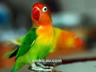 Mengatasi masalah lovebird yang gemar gigit kuku dan jarinya