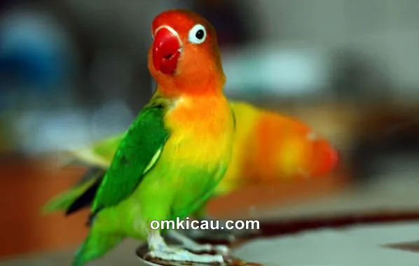 Mengatasi masalah lovebird yang gemar gigit kuku dan jarinya