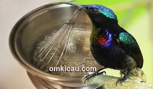 Meracik nektar untuk burung-madu