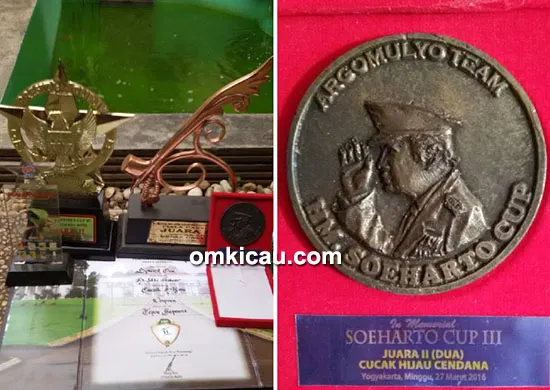 Cucak hijau Special One
