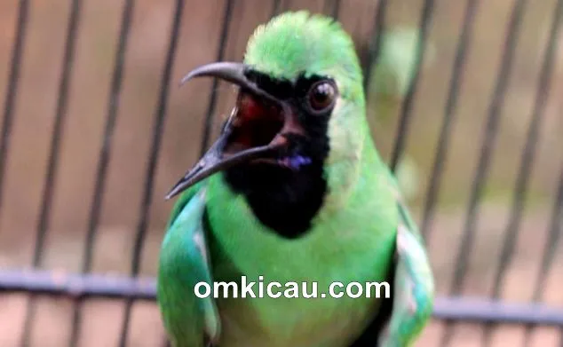 Burung cucak hijau