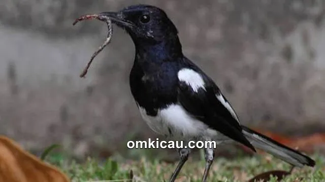 Solusi burung yang mogok makan voer