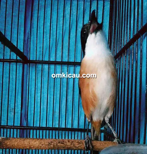 perawatan cendet perawatan burung cendet