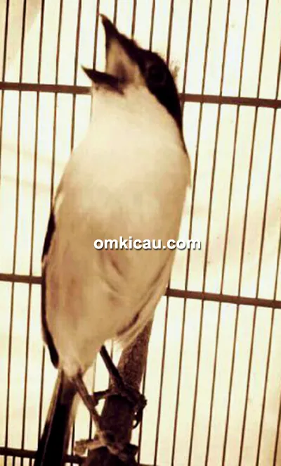perawatan burung cendet perawatan cendet