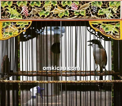 perawatan cendet perawatan burung cendet