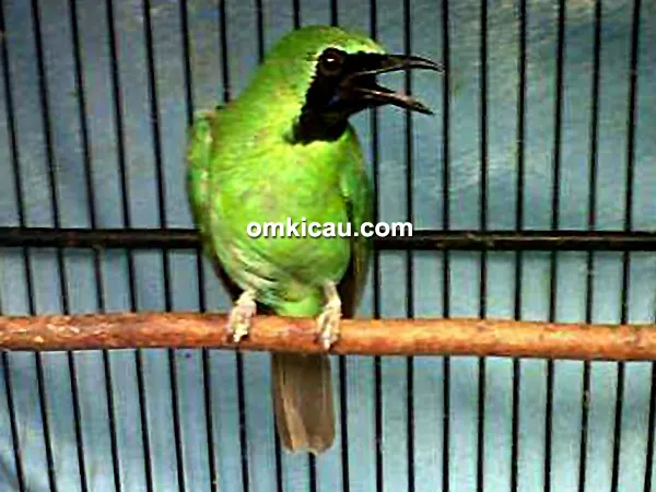 cucak ijo gambang suling Cucak ijo Gambang Suling