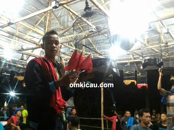 Lovebird JS milik Om Husni Maulana