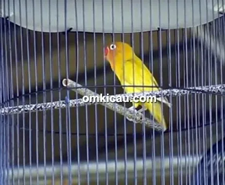 cara merawat burung lovebird juara cara merawat burung lovebird juara