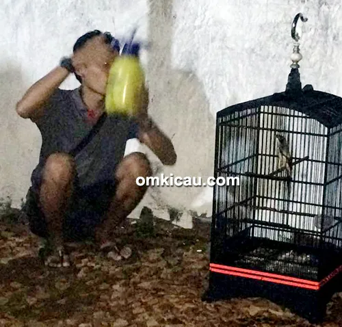 cara merawat burung cendet cara merawat burung pentet