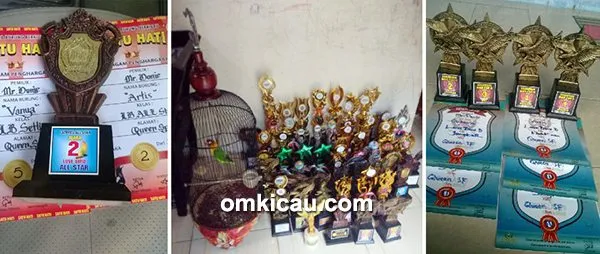 cara merawat lovebird lomba
