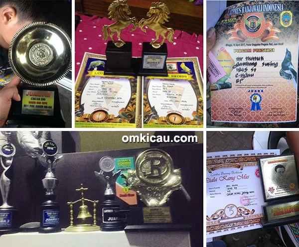 perawatan cucak ijo lomba perawatan cucak ijo juara