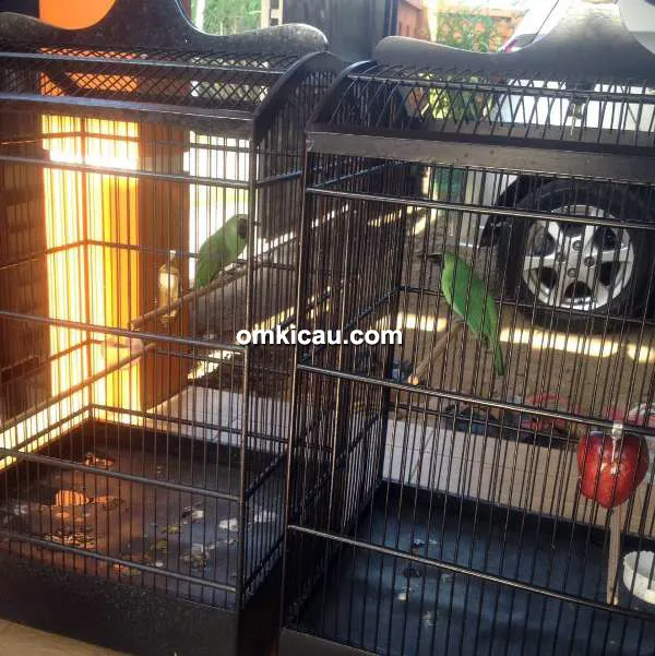 cucak ijo gambang suling juara cucak ijo
