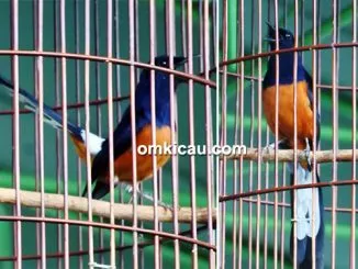murai batu Skak Mat