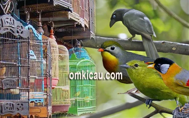 harga burung Harga burung di Jabodetabek