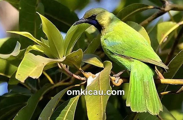 Jerdon's leafbird yang berasal dari India dan Sri Lanka