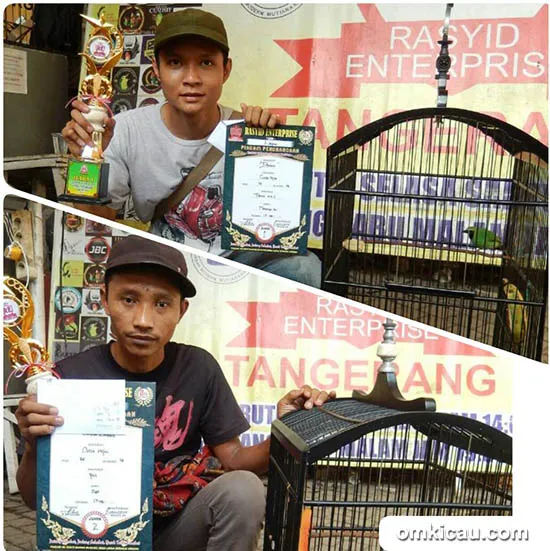 latpres burung latpres burung berkicau