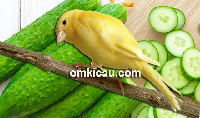 Mentimun yang memiliki banyak manfaat untuk burung kicauan