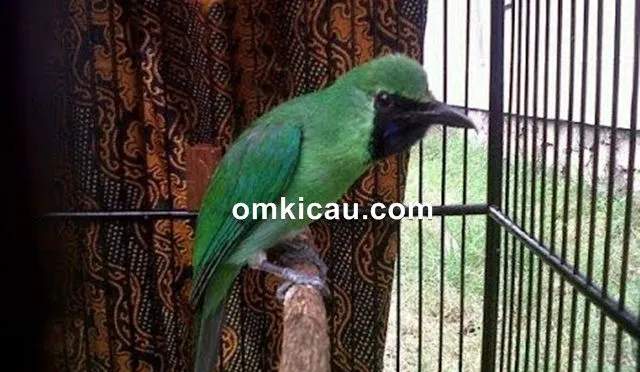 cara merawat burung cucak ijo cara merawat burung cucak ijo