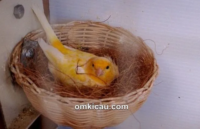 Perawatan kenari indukan yang sedang mengerami telur agar proses ternak berjalan sempurna