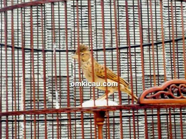 perawatan burung branjangan kombat perawatan burung branjangan kombat