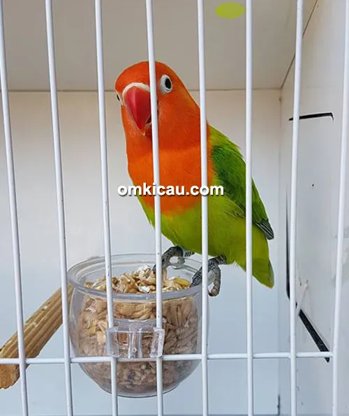 lovebird Bioli