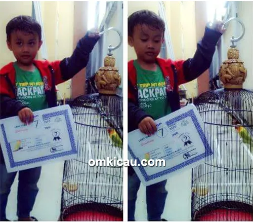 lovebird jawara