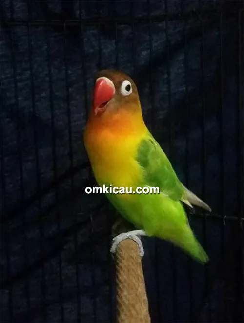 Lovebird Iyet Lovebird Iyet