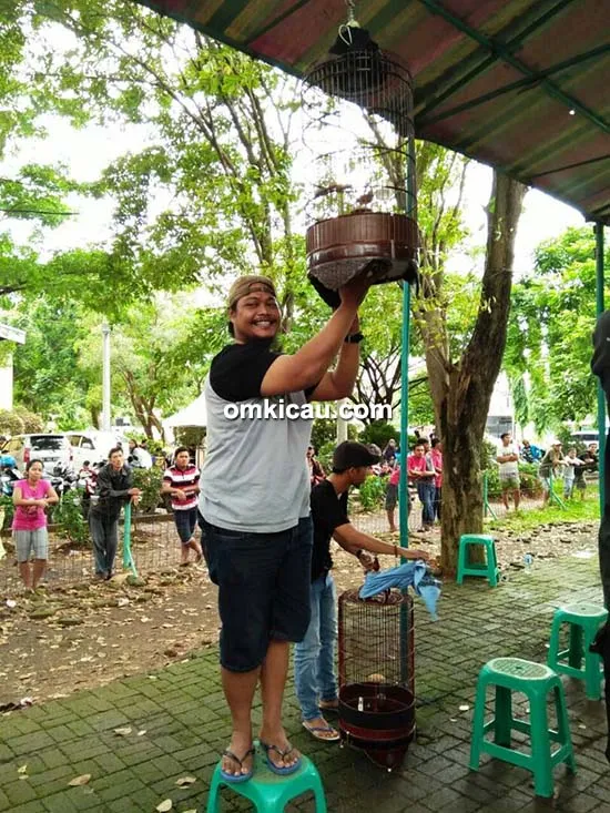 perawatan burung branjangan kombat Om Aziz Iwank Handoko