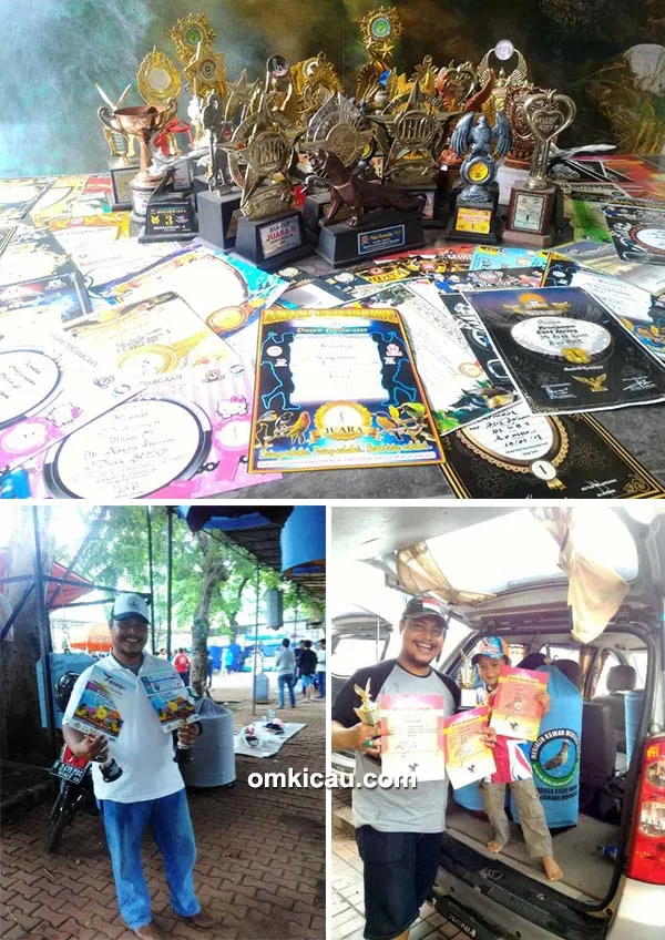 perawatan burung branjangan kombat branjangan kombat