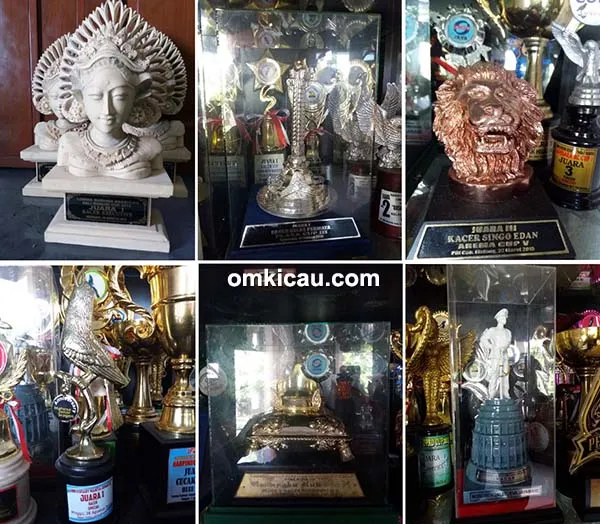perawatan kacer predator perawatan kacer predator