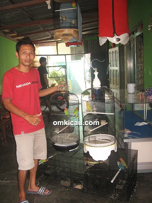 breeding lovebird cokroningrat breeding lovebird cokroningrat