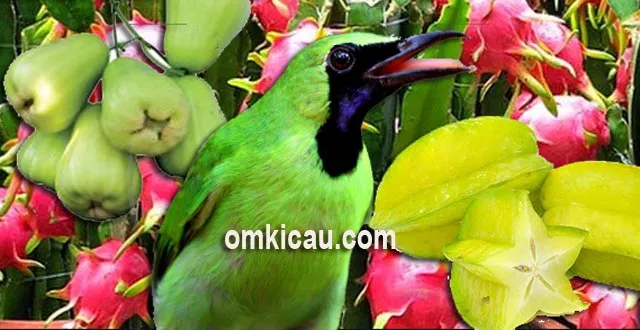 birahi burung cucak ijo birahi burung cucak ijo