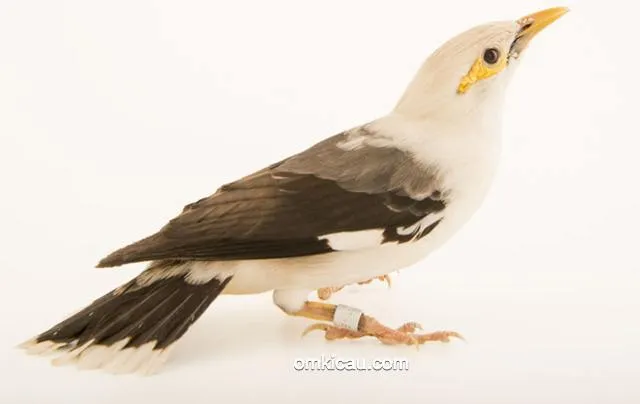 burung jalak tunggir-abu Burung jalak tunggir-abu yang sebelumnya masuk dalam sub-spesies jalak putih