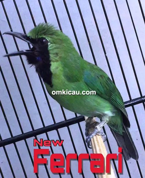 cucak ijo new ferrari cucak ijo new ferrari