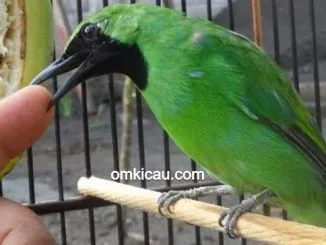 Hal penting yang perlu diketahui dalam perawatan burung bakalan yang masih giras