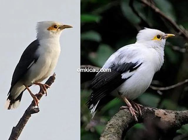 burung jalak tunggir-abu burung jalak tunggir-abu
